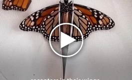 ترمیم پر شکسته یک پروانه